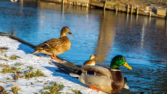 Enten sitzen bei Sonnenschein am schneeüberzogenen Ufer © NDR Foto: Detlef Meier aus Ducherow