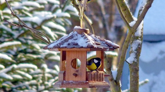 Ein Vogel findet Unterschlupf in einem Vogelhäuschen. © NDR Foto: Hanno Schicht aus Jabel OT Loppin