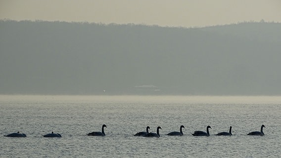 Schwäne schwimmen in einer Reihe auf einem See. © NDR Foto: Kerstin Behrend aus Neubrandenburg