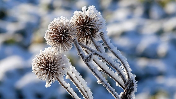 Nahaufnahme mit Raureif überzogener Blumen © NDR Foto: Peter Ernst aus Waren (Müritz)