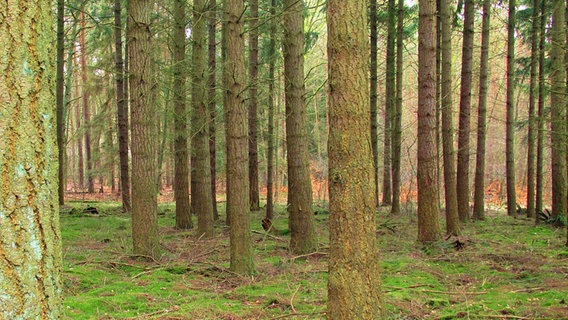 Ein Blick in einen Fichtenwald. © NDR Foto: Manfred Bergholz aus Waren-Müritz