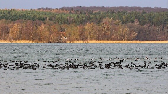 Wasservögel schwimmen auf einem See. © NDR Foto: Wera Koseleck aus Groß Nemerow