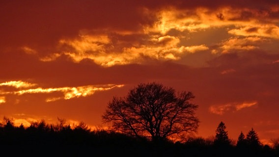 Baum Silhouette vor feuerrotem Himmel © NDR Foto: Kerstin Behrend aus Neubrandenburg
