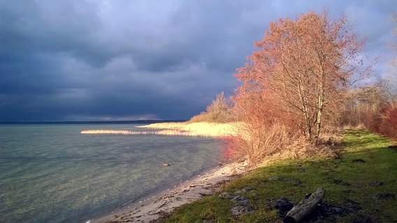 Von der Sonne beleuchtete Bäume und Sträucher am Strand vor dunkler Wolkenfront © NDR Foto: Reinhard Schröder aus Waren (Müritz)