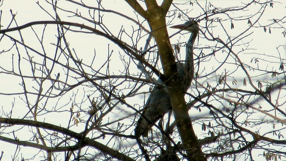 Ein Graureiher sitzt in einem Baum. © NDR Foto: Doch Hans-Ulrich Voß aus Neubrandenburg
