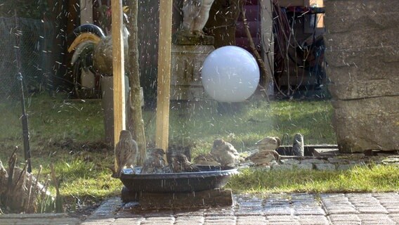 Vögel baden in einer Wasserschale. © NDR Foto: Diethelm Singer aus Langen Brütz