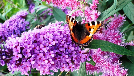 Schmetterling und Biene auf Sommerflieder © NDR Foto: Anja Minke aus Bresegard b. Eldena