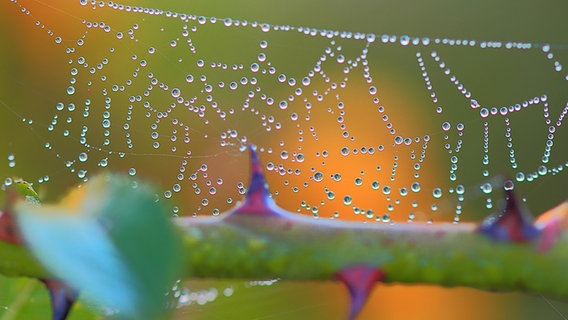 Spinnennetz mit Tautropfen © NDR Foto: Kurt Rux aus Sternberg