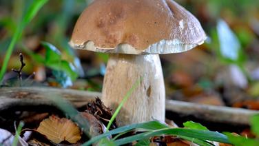 eine großer Steinpilz im Wald © NDR Foto: Jörg Nüssemeyer aus Greifswald