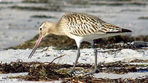 Eine Bekassine pickt am Strand nach Essbarem © NDR Foto: Esther-B. Päch aus Düsseldorf