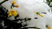 Blühender Winterjasmin unter dicker Schneehaube © NDR Foto: Rosemarie Meier aus Stralsund