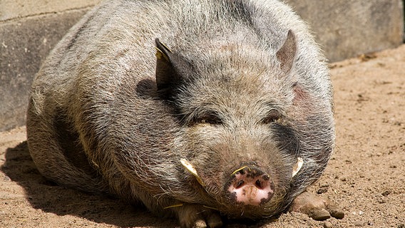 Nahaufnahme eines wohlgenährten Schweins © NDR Foto: Uwe Kantz aus Hinrichshagen