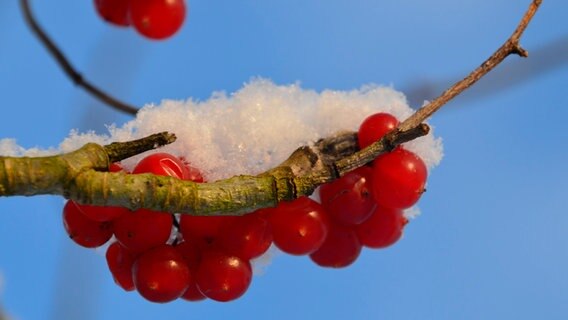 gefrorene Früchte an einem Zweig mit Schnee bedeckt © NDR Foto:  Jörg Nüssemeyer aus Greifswald