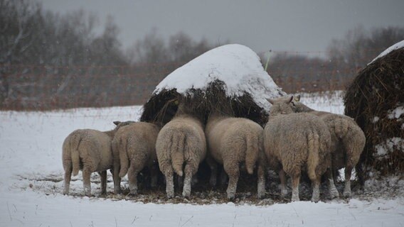Schafe bei der Fütterung © NDR Foto: Robert Ott aus Vitte
