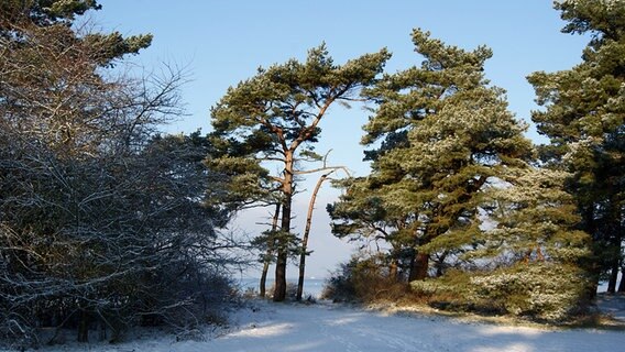 Verschneite Landschaft an der Steilküste des Greifswalder Boddens. © NDR Foto: Waltraut Bolscho aus Greifswald