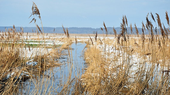 Schilf vor einer verschneiten Landschaft. © NDR Foto: Torsten Bänsch aus Baabe