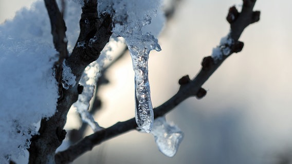 Nahaufnahme eines Eiszapfens © NDR Foto: Gerald Schneider aus Hiddensee