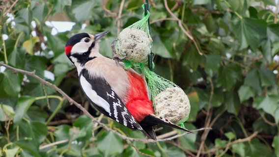 Ein Buntspecht pickt am Meisenknödel © NDR Foto: Wolfgang Krenz aus Wiek auf Rügen