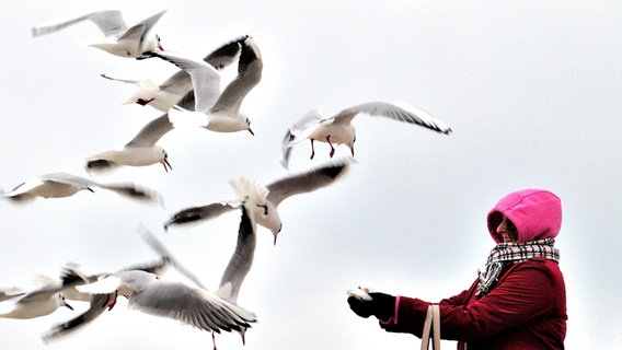 Eine Frau füttert fliegende Möwen © NDR Foto: Günter Kamp aus Greifswald