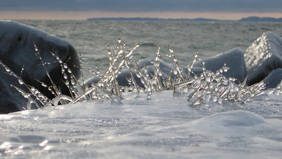 Eistropfen am Küstenufer © NDR Foto: Max Bachmann aus Sassnitz