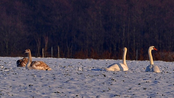 Je zwei junge und alte Schwäne ruhen sich auf dem Schnee aus © NDR Foto: Bärbel Hildebrandt aus Görmin