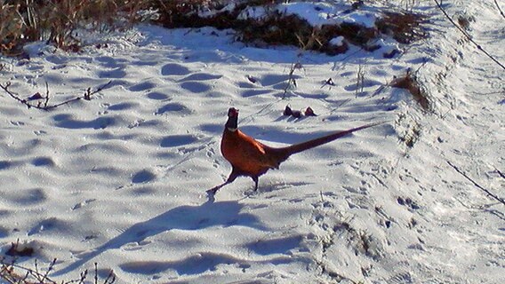 Ein Fasan im Schnee © NDR Foto: Matthies Knuth aus Bergen