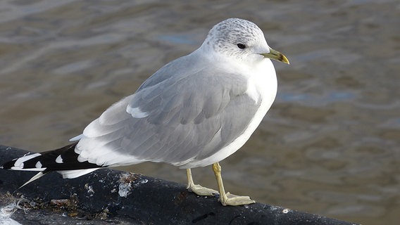 Eine Möwe am Ufer © NDR Foto: Elke Wiehle aus Delmenhorst