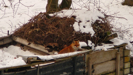 Ein Fuchs auf Futtersuche auf einem Misthaufen © NDR Foto: Bernd Buß aus Koserow