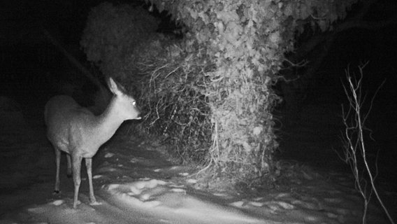 Ein Reh steht nachts in einem Garten. © NDR Foto: Christina und Andreas Bader aus Zirkow