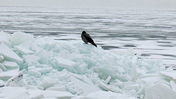 Ein Rabe sitzt auf Eisschollen. © NDR Foto: Frank Sakuth aus Thiessow