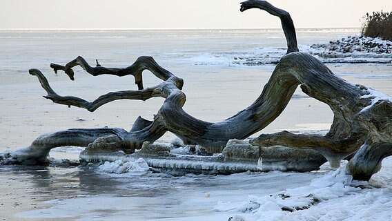 Baumstamm im Eis. © NDR Foto: Rainer Zoske aus Greifswald