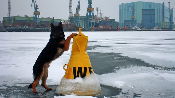 Ein Schäferhund stellt die Vorderpfoten auf eine Markierungstonne auf dem zugefrorenen Schmachter See. © NDR Foto: Hartmut Heidrich aus Stralsund