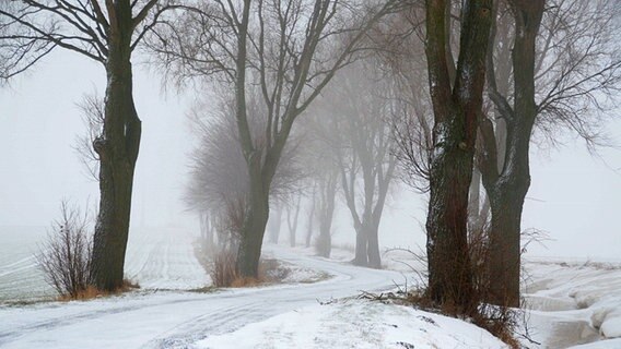 Schnee liegt in einer nebeligen Allee. © NDR Foto: Jörg Richter aus Sassnitz