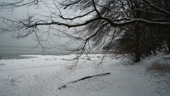 Winterliche Landschaft in Binz auf Rügen © NDR Foto:  Fiederike Schimke aus Wackerow