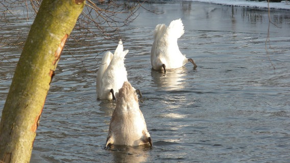 Drei Schwäne tauchen © NDR Foto: Sibille Rehfeldt aus Löcknitz