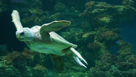 eine Wasserschildkröte im Meereskunde Museum © NDR Foto:  Detlef Matthias aus Greifswald