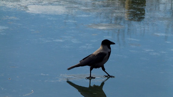 Ein kleiner Vogel nutzt die gefrorene Eisfläche für einen Spaziergang © NDR Foto: Gerald Schneider aus Kloster