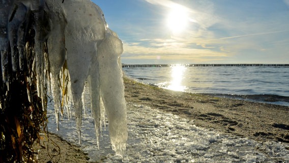 Eiszapfen halten Seetang fest © NDR Foto: Robert Ott von der Insel Hiddensee