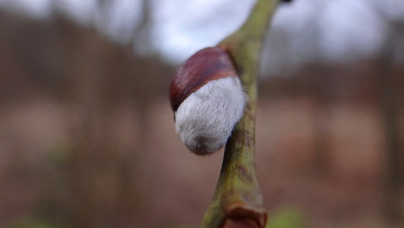 Ein erstes Weidenkätzchen kommt hervor © NDR Foto: Peter Heydemann aus Sassnitz