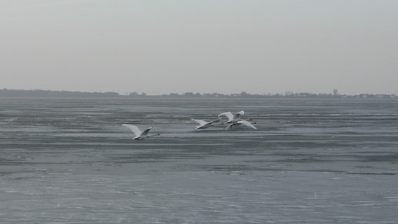 Schwäne fliegen über die gefrorene Ostsee © NDR Foto: Christine Arendt aus Kloster