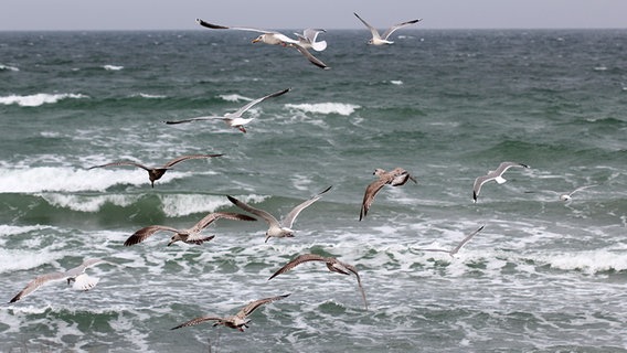 Möwen bei ihrem Streifzug über die Ostsee © NDR Foto: Gerald Schneider aus Kloster