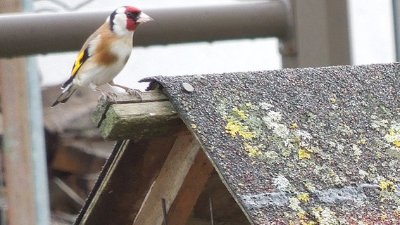 Ein seltener Vogel ist auf einem Vogelhaus © NDR Foto: Gabriele Schultz aus Stralsund