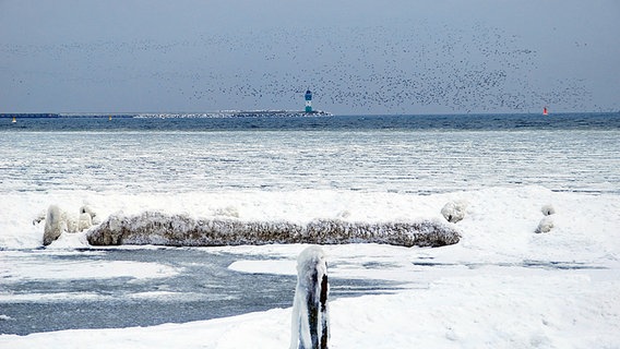 Vogelschwarm über einem Vogelschwarm © NDR Foto: Klaus Schenatzky aus Bergen auf Rügen