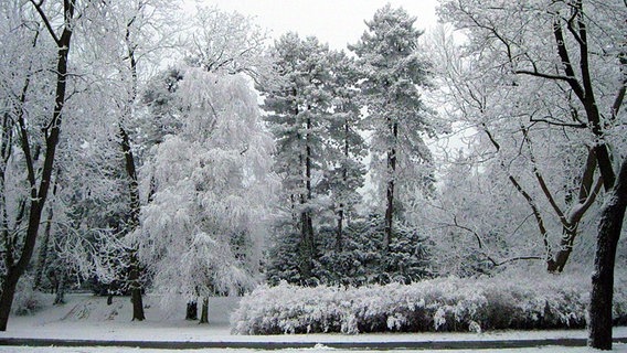 Ein verschneiter Stadtpark © NDR Foto: Paul-Friedrich Sager aus Rostock