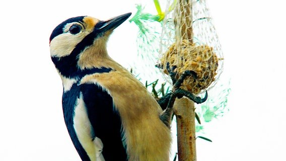 Ein Buntspecht plündert die Meisenknödel. © NDR Foto: Iris & Rainer Schnak aus Friedland