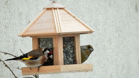 Vogelhäuschen mit zwei Vögeln. © NDR Foto: Marion Schultz aus Stralsund