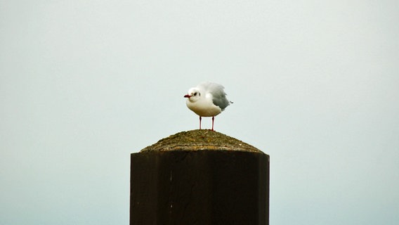 Eine Möwe steht auf einer Buhne. © NDR Foto: Elke Wiehle aus Delmenhorst