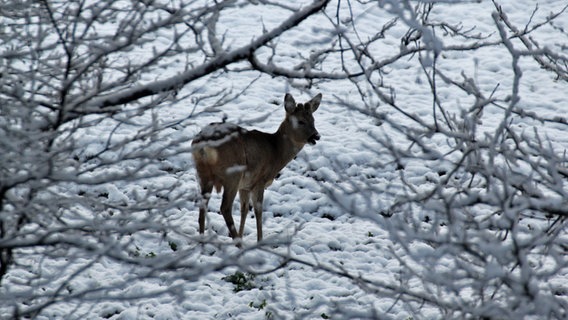 Ein Reh steht an einem verschneiten Feld. © NDR Foto: Johann Subklew aus Greifswald