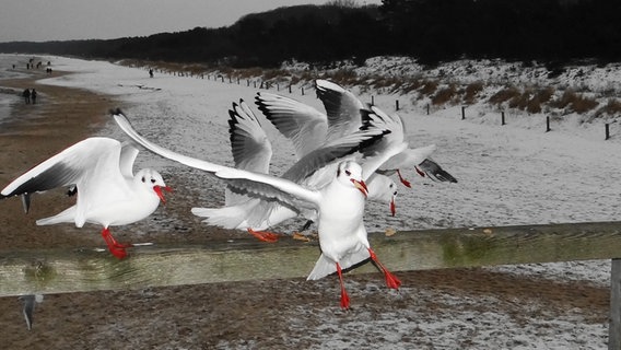 Möwen auf der Seebrücke in Zinnowitz © NDR Foto: Hans-Peter Busch aus Wolgast