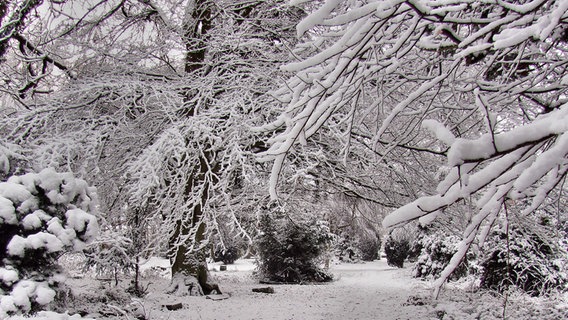 Wintermärchen in Stralsund © NDR Foto: Anne-Katrin Dorst aus Stralsund